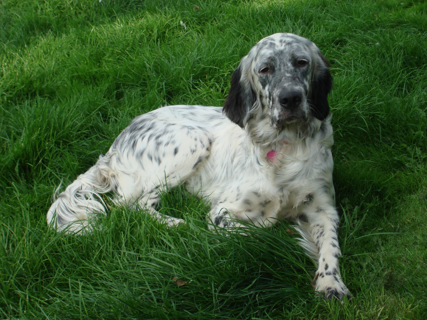 English hotsell setter kennels